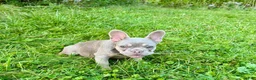 French Bulldog dogs for sale: Hera - Ad 4