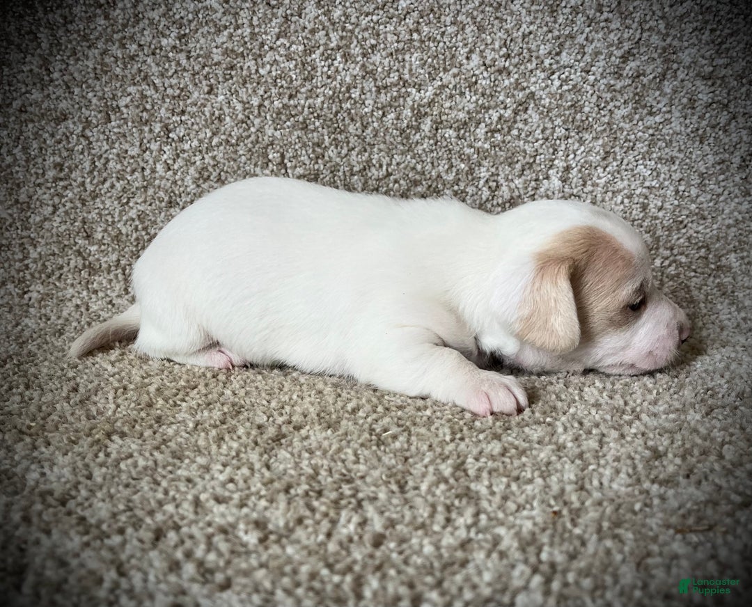 Miniature Dachshund dogs for sale: White Chocolate  - Ad 5