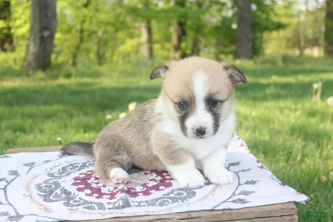 Welsh Corgi Pembroke dogs for sale: Bailey - Ad 1