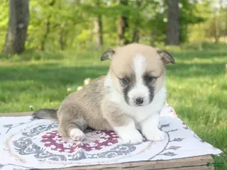 Welsh Corgi Pembroke dogs for sale: Bailey - Ad 2