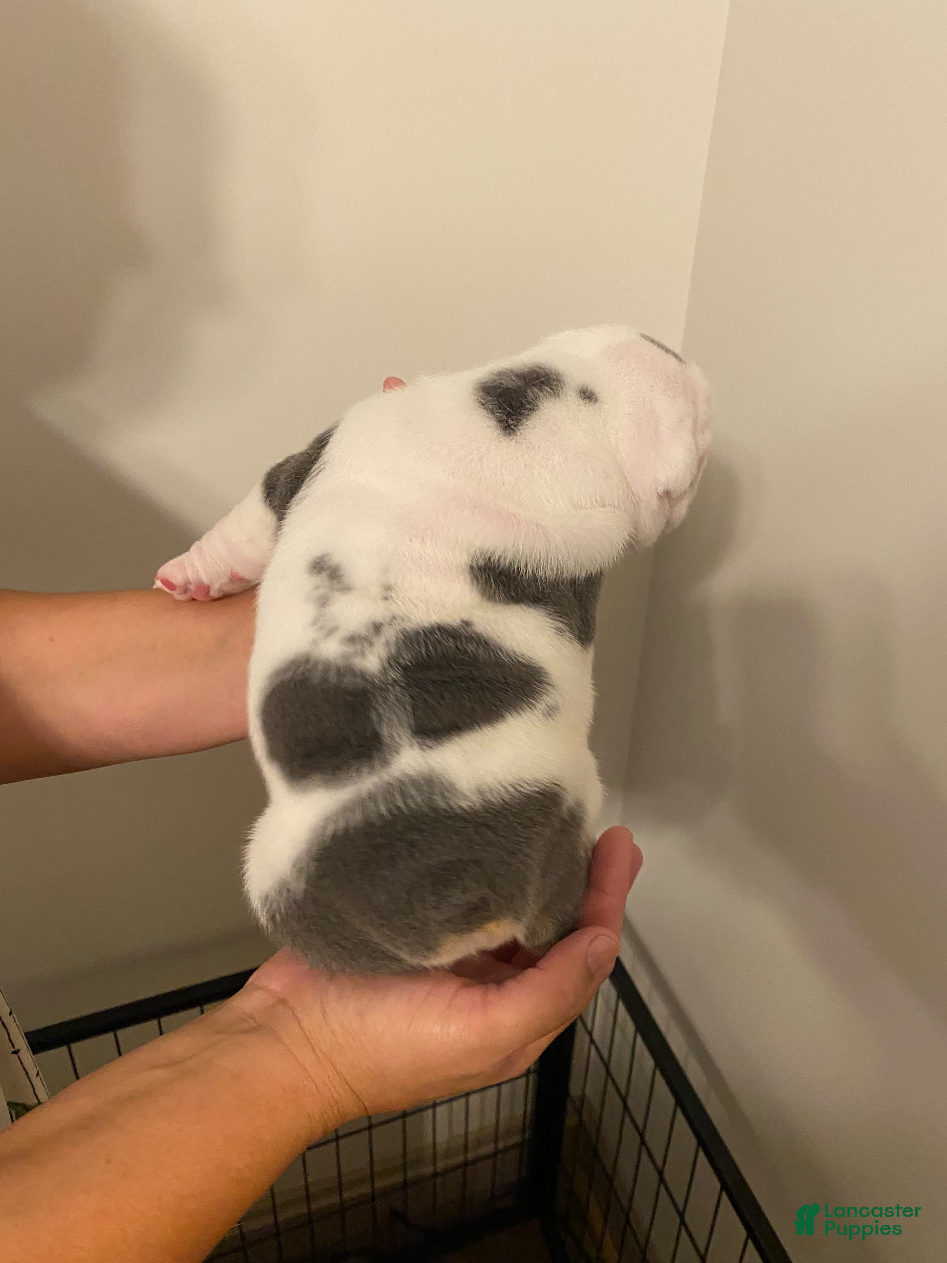 English Bulldog dogs Molly - Ad 2