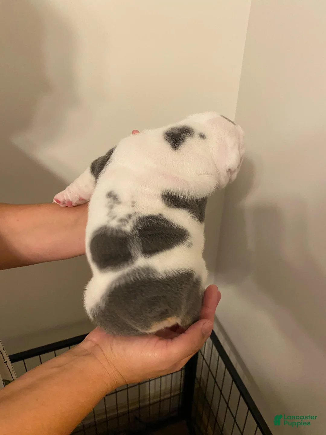 English Bulldog dogs for sale: Molly - Ad 2