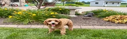Cavapoo dogs for sale: Henry F1 - Ad 5
