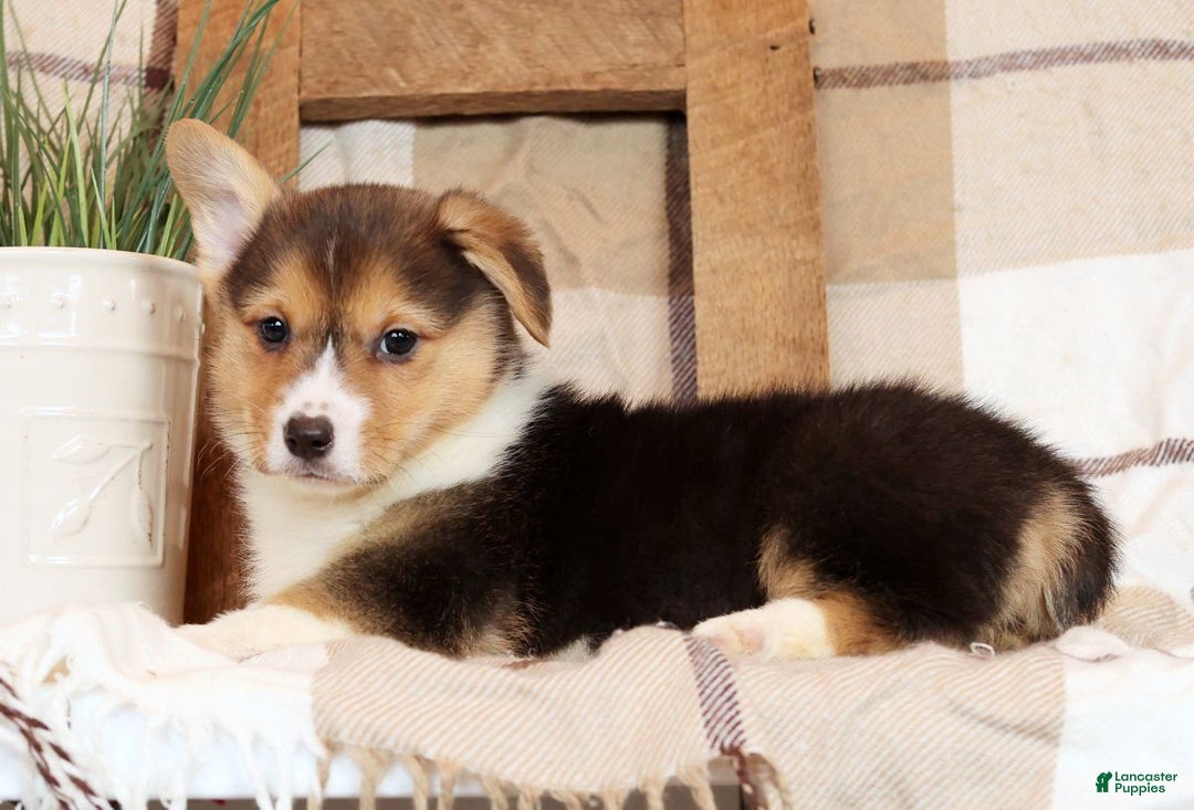 Welsh Corgi Pembroke dogs for sale: Callie - Ad 8