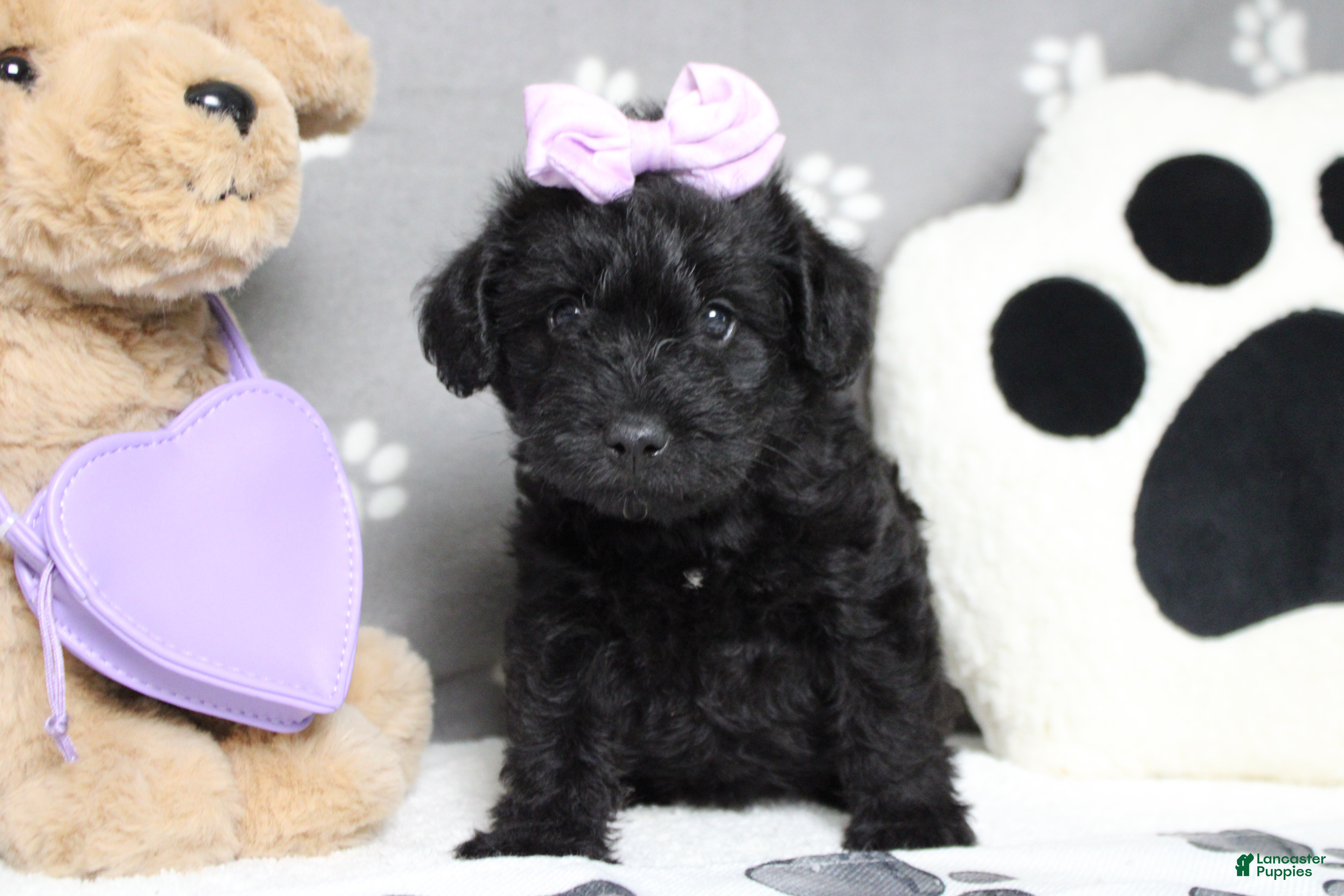 Schnoodle dogs Cabernet  - Ad 4