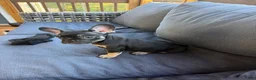 French Bulldog dogs for sale: French Bulldog 3 - Ad 4
