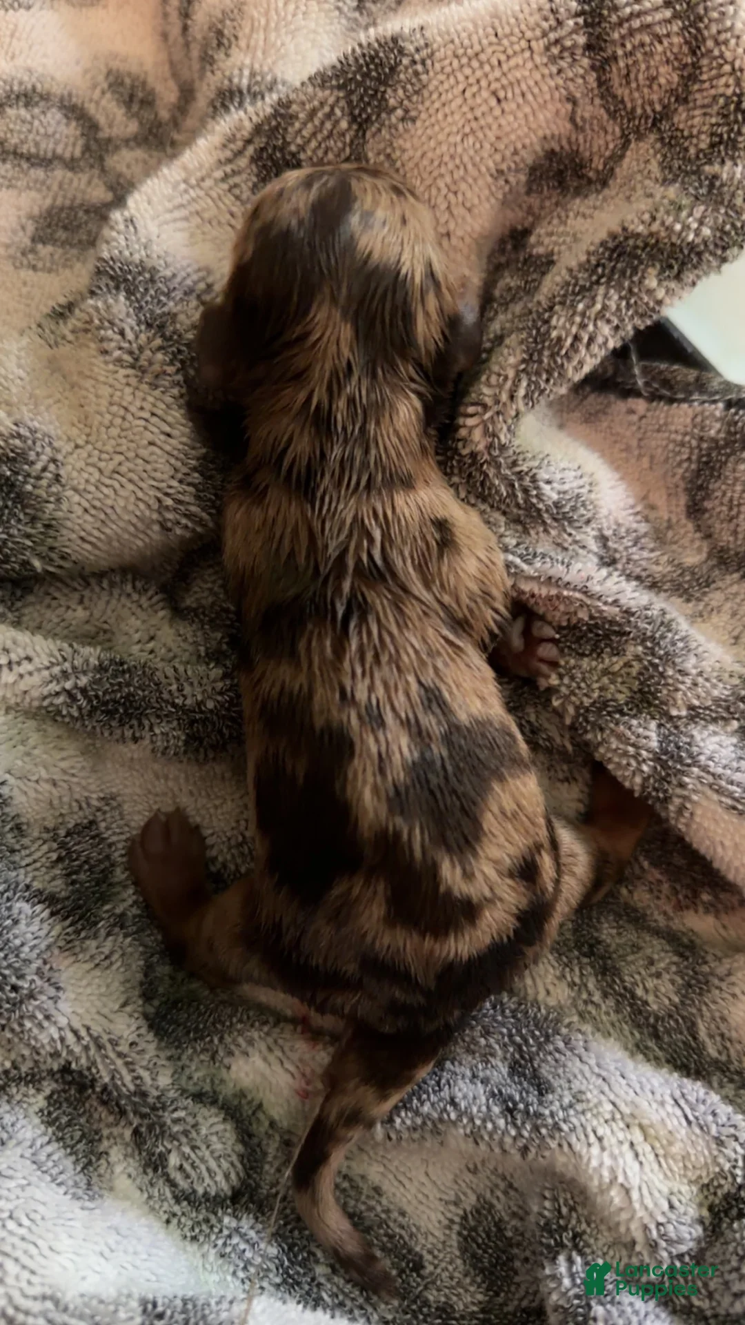 Dachshund dogs for sale: Dachshund 1 - Ad 1