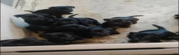 Labrador Retriever dogs for sale: Labrador Retriever 2 - Ad 7