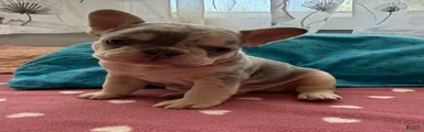 French Bulldog 2
