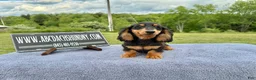 Miniature Dachshund dogs for sale: Russian male - Ad 5