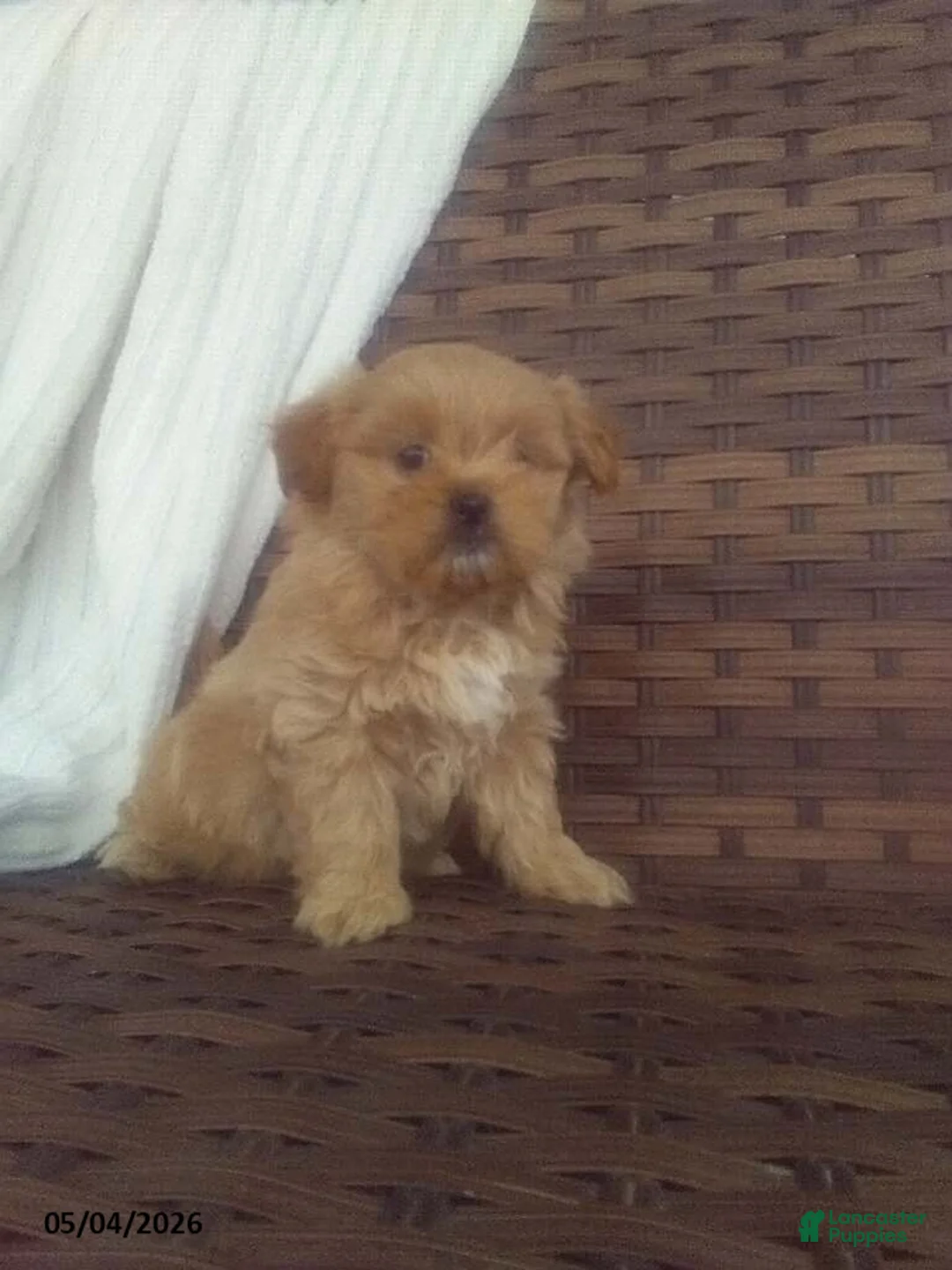 Mixed Breed dogs for sale: Wildflower - Ad 1