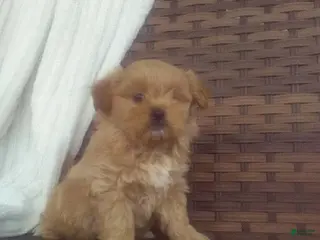 Mixed Breed dogs for sale: Wildflower - Ad 3