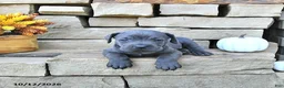 Cane Corso dogs for sale: Mia  - Ad 5