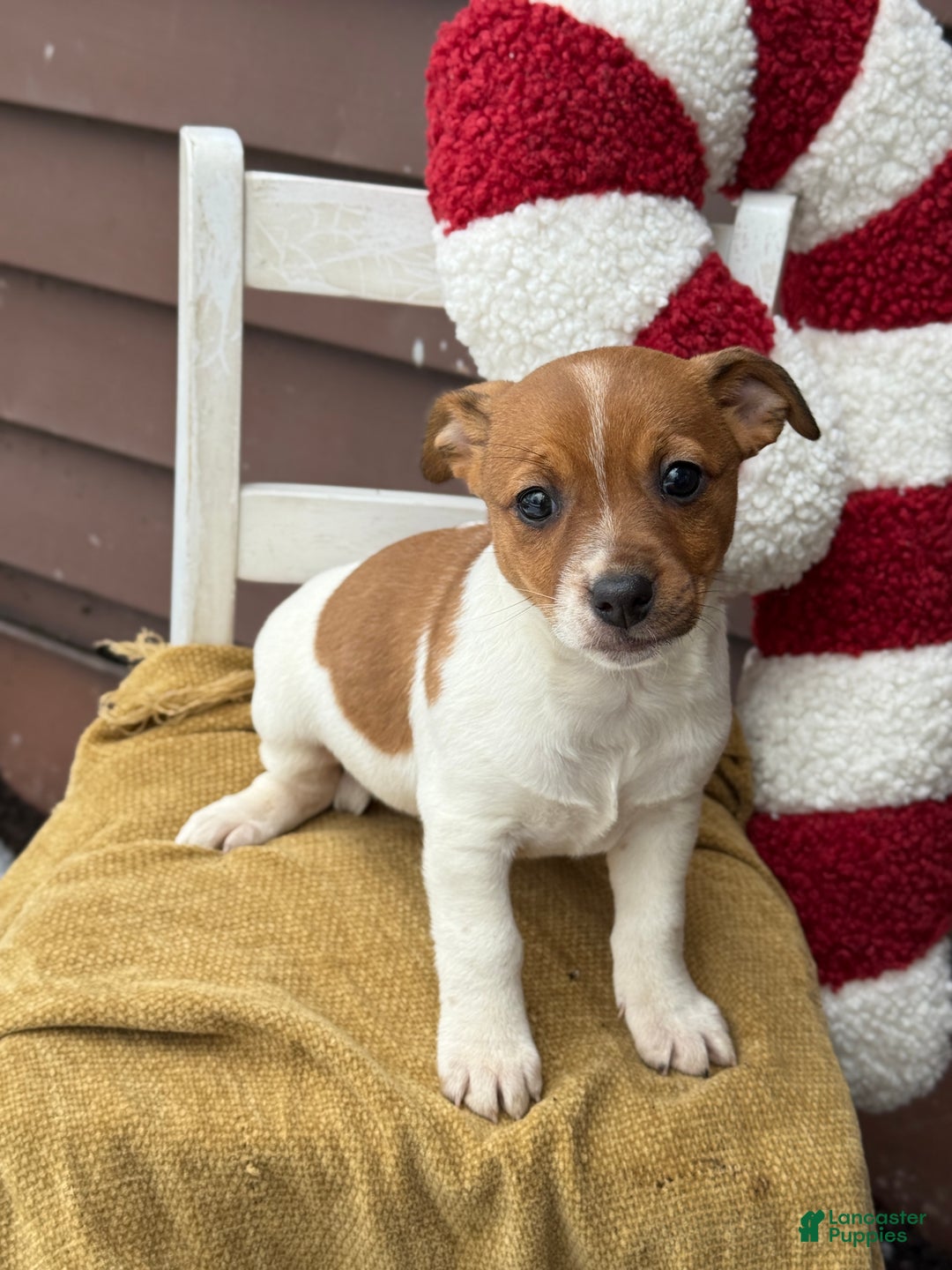 Jack Russell Terrier dogs for sale: Jingle - Ad 6
