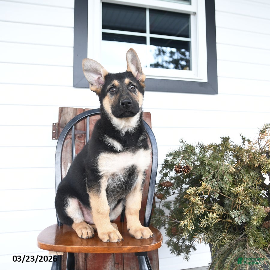 German Shepherd dogs Base  - Ad 1