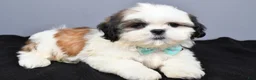 Shih Tzu dogs for sale: Cole - Ad 2