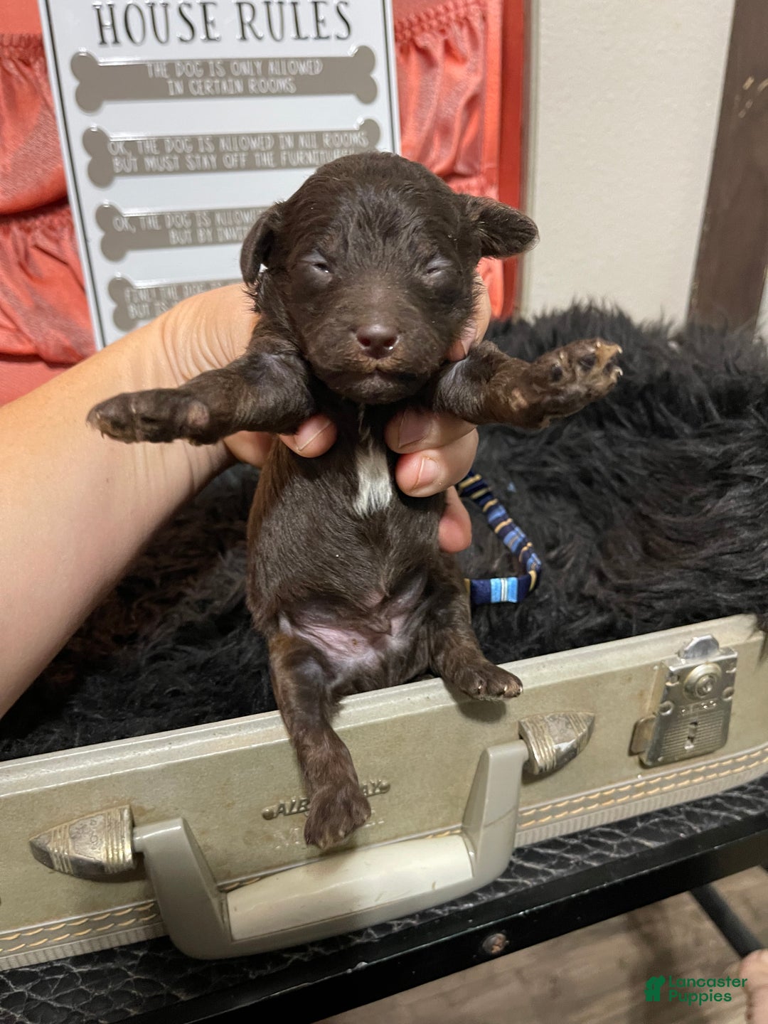 Miniature Poodle dogs for sale: Akc Clear Chocolate Phantom Boy 2 - Ad 1