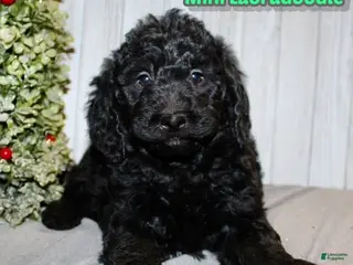 Mixed Breed dogs Duke - Ad 5