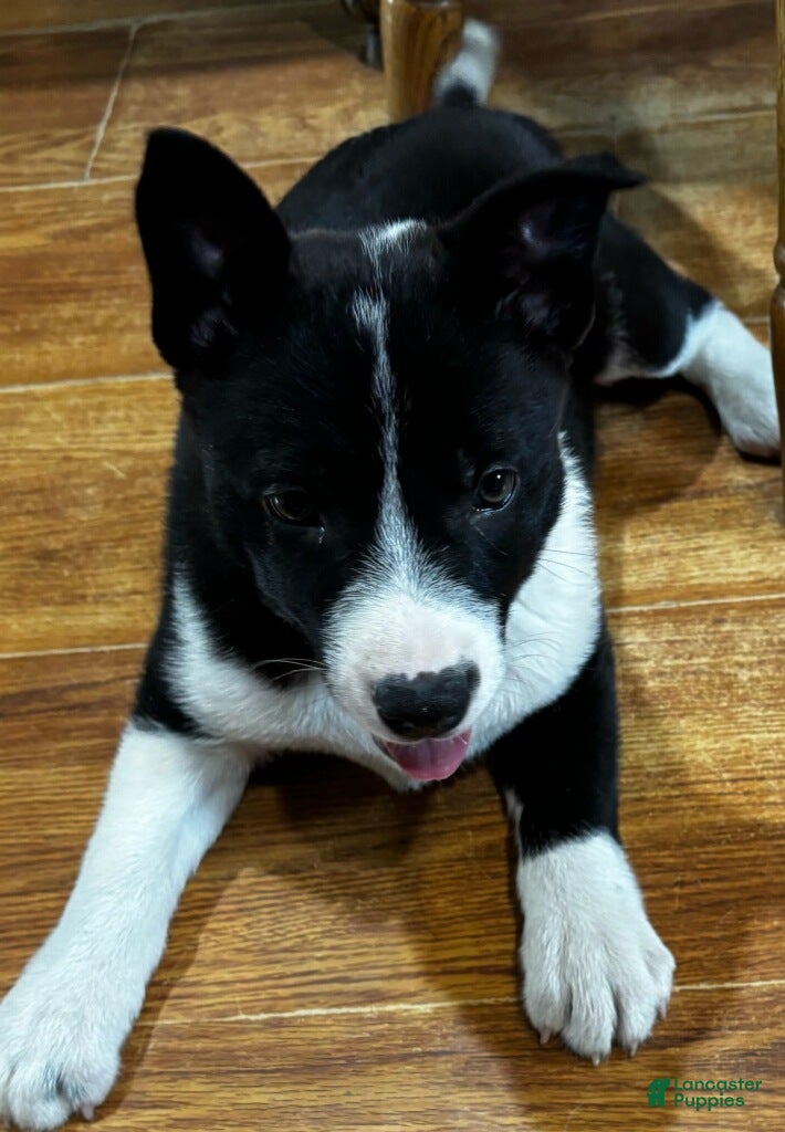 Mixed Breed dogs for sale: Stella - Ad 1