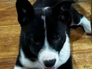 Mixed Breed dogs Stella - Ad 33