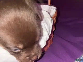 Mixed Breed dogs for sale: Atlas - Ad 3