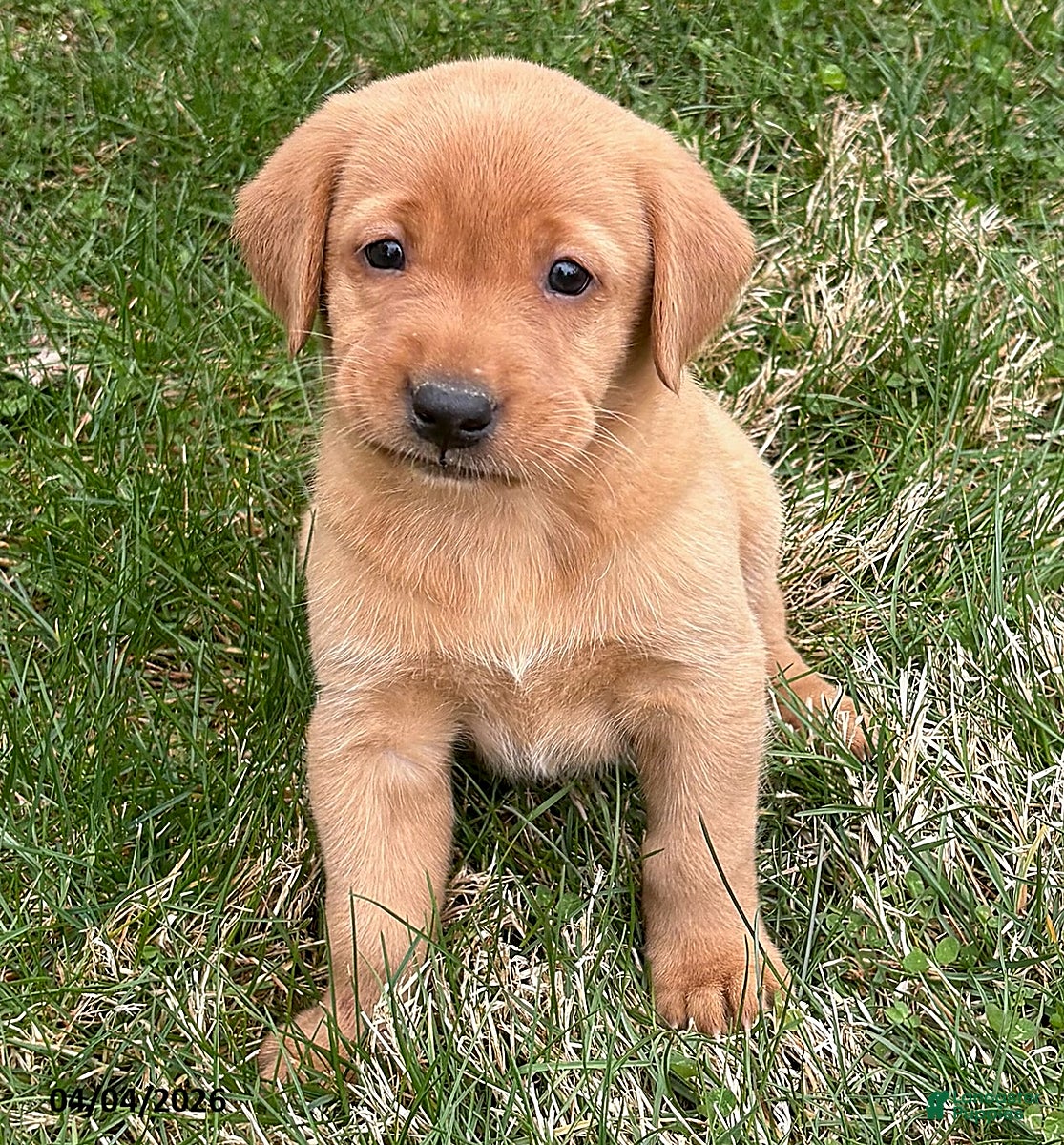 Labrador Retriever dogs Amber - Ad 1