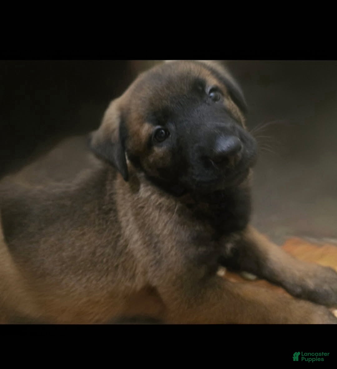 Belgian Malinois dogs Girl 4 - Ad 1