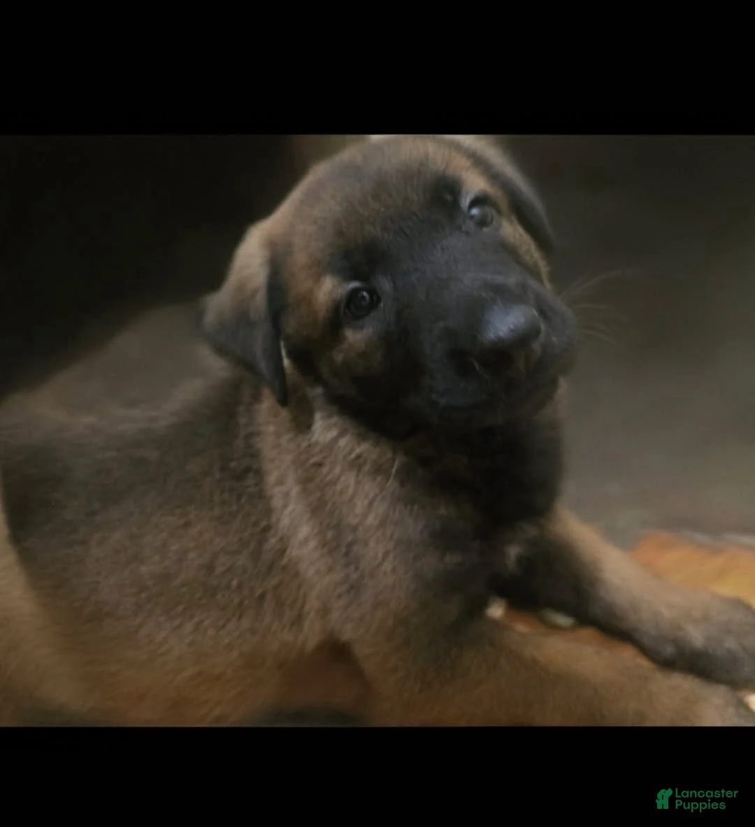 Belgian Malinois dogs for sale: Girl 4 - Ad 1