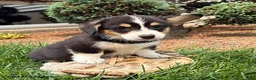 Welsh Corgi Pembroke dogs for sale: Gunner - Ad 3