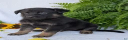 German Shepherd dogs for sale: Ben  - Ad 13