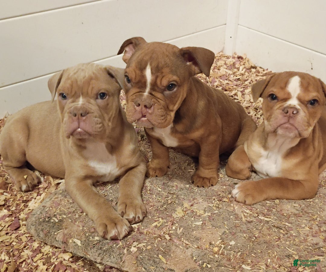 Olde English Bulldogge dogs for sale: Olde English Bulldogge Puppy 3 - Ad 7