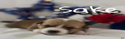 Welsh Corgi Pembroke dogs for sale: Sake - Ad 3