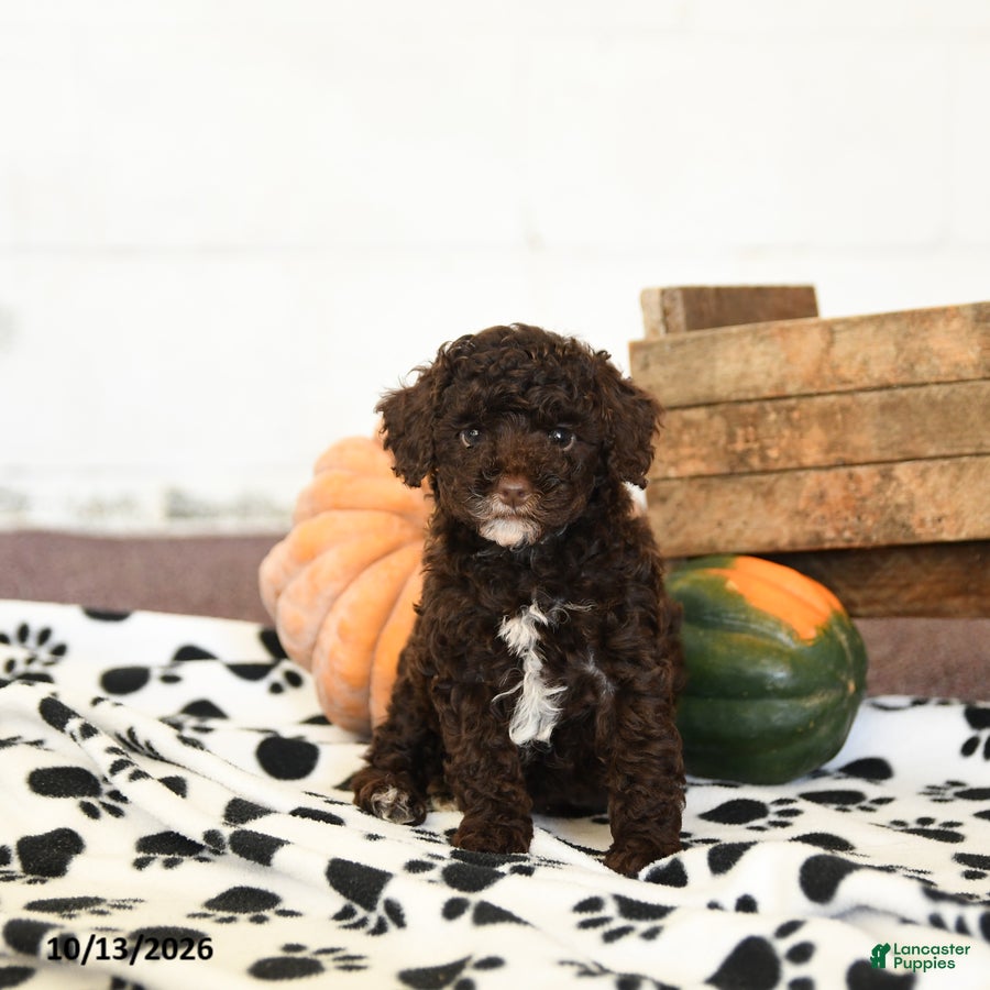 Toy Poodle dogs Dixie - Ad 1