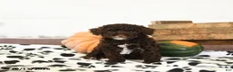 Toy Poodle dogs for sale: Dixie - Ad 1