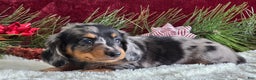 Miniature Dachshund dogs for sale: Korey - Ad 4