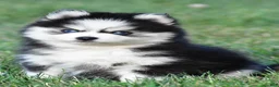 Pomsky dogs for sale: Prince - Ad 16