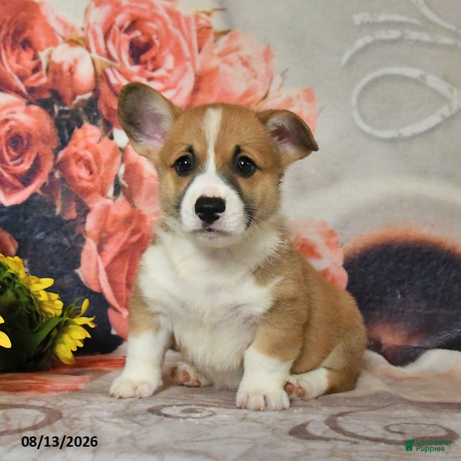 Welsh Corgi Pembroke dogs Lucky - Ad 2