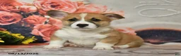 Welsh Corgi Pembroke dogs for sale: Lucky - Ad 2