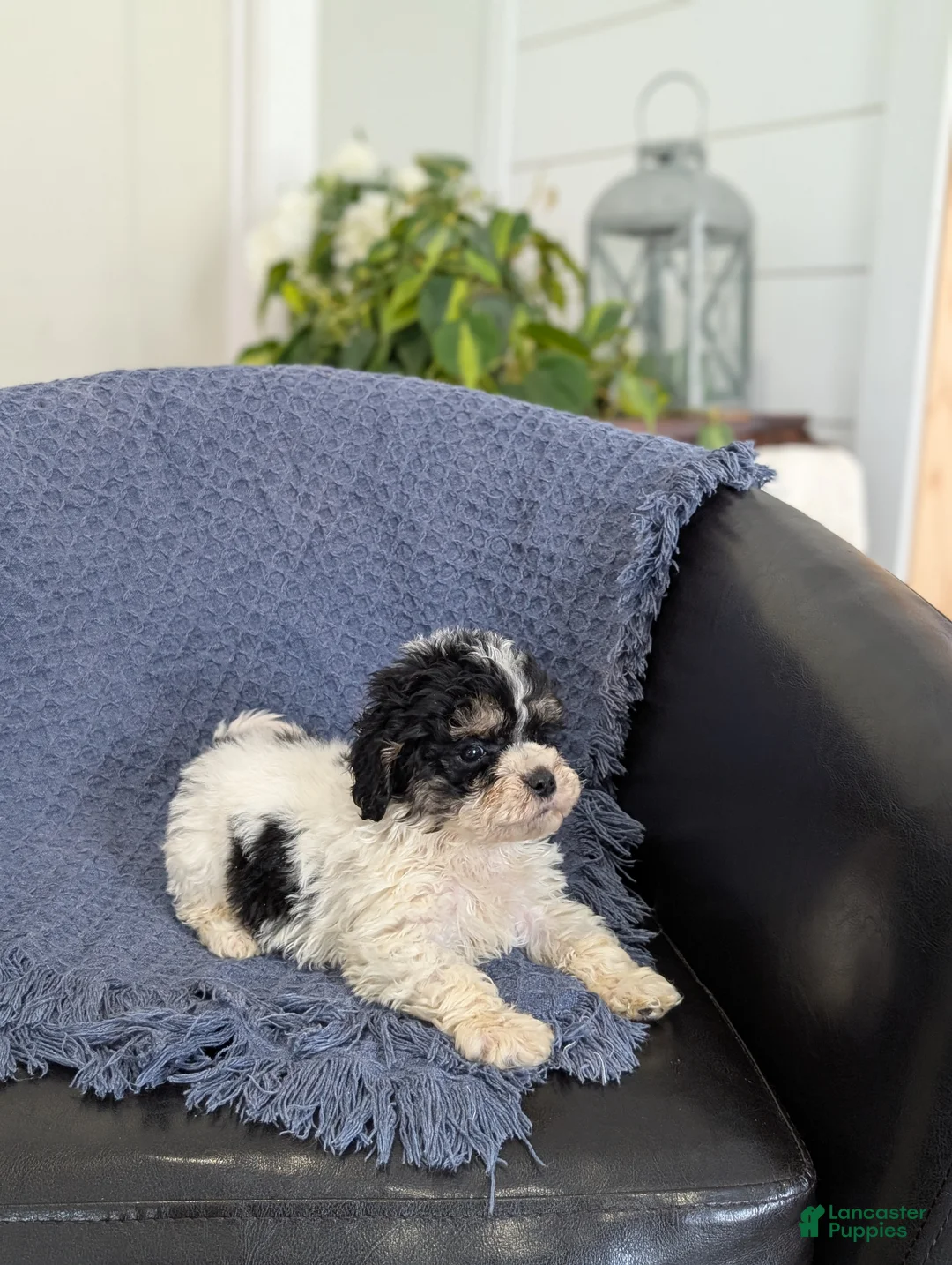 Cockapoo dogs for sale: Tiny Asher - Ad 8