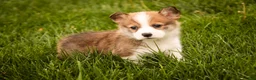 Welsh Corgi Pembroke dogs for sale: Ziggy - Ad 4