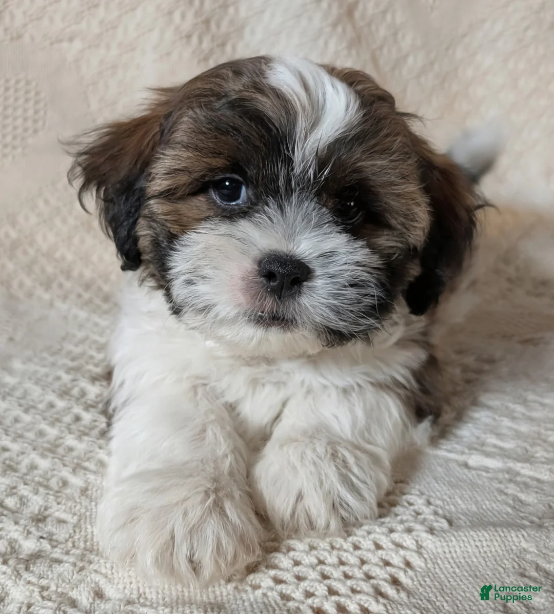 Mixed Breed dogs for sale: Waylon - Ad 1