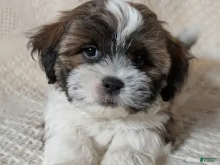 Mixed Breed dogs for sale: Waylon - Ad 1