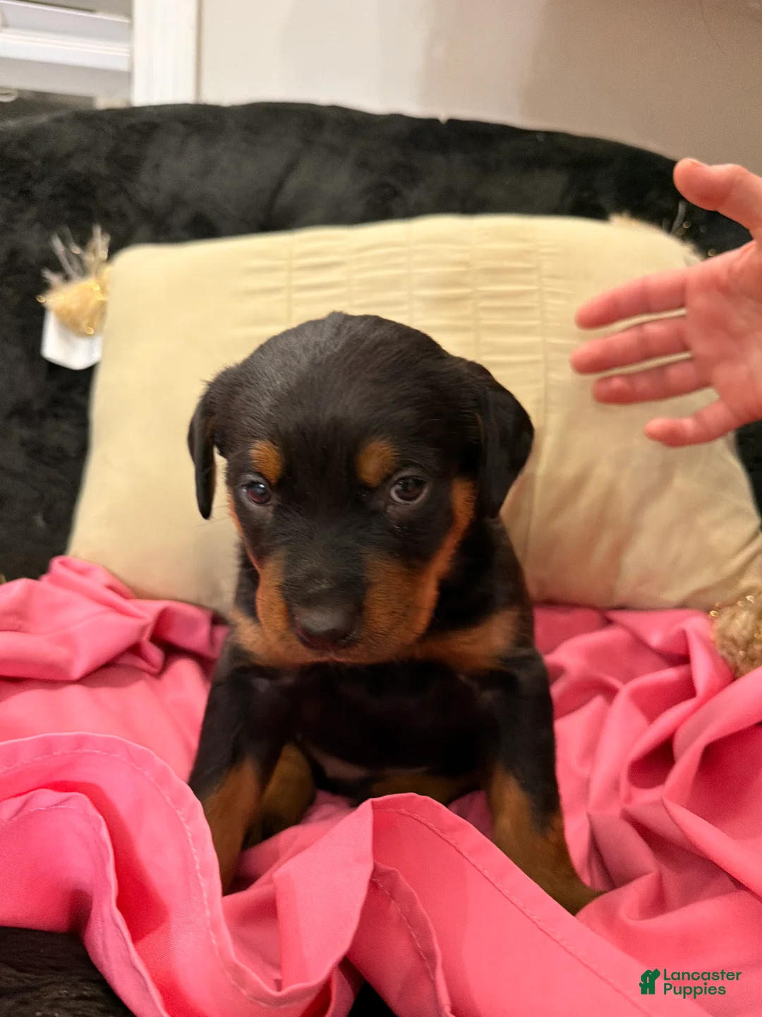 Rottweiler dogs for sale: Rottweiler Puppy 1 - Ad 20