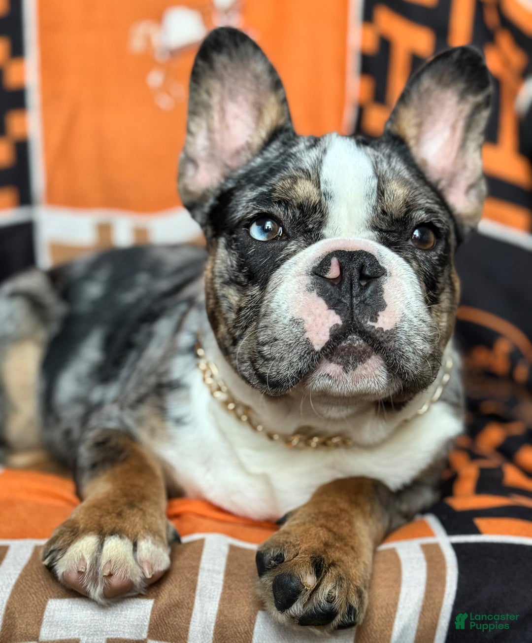 French Bulldog dogs for sale: Marcus - Ad 9
