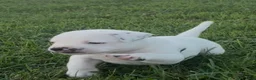 American Bulldog dogs for sale: Jinx - Ad 4