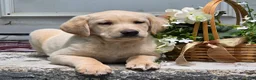 Labradoodle dogs for sale: Sunshine  - Ad 6
