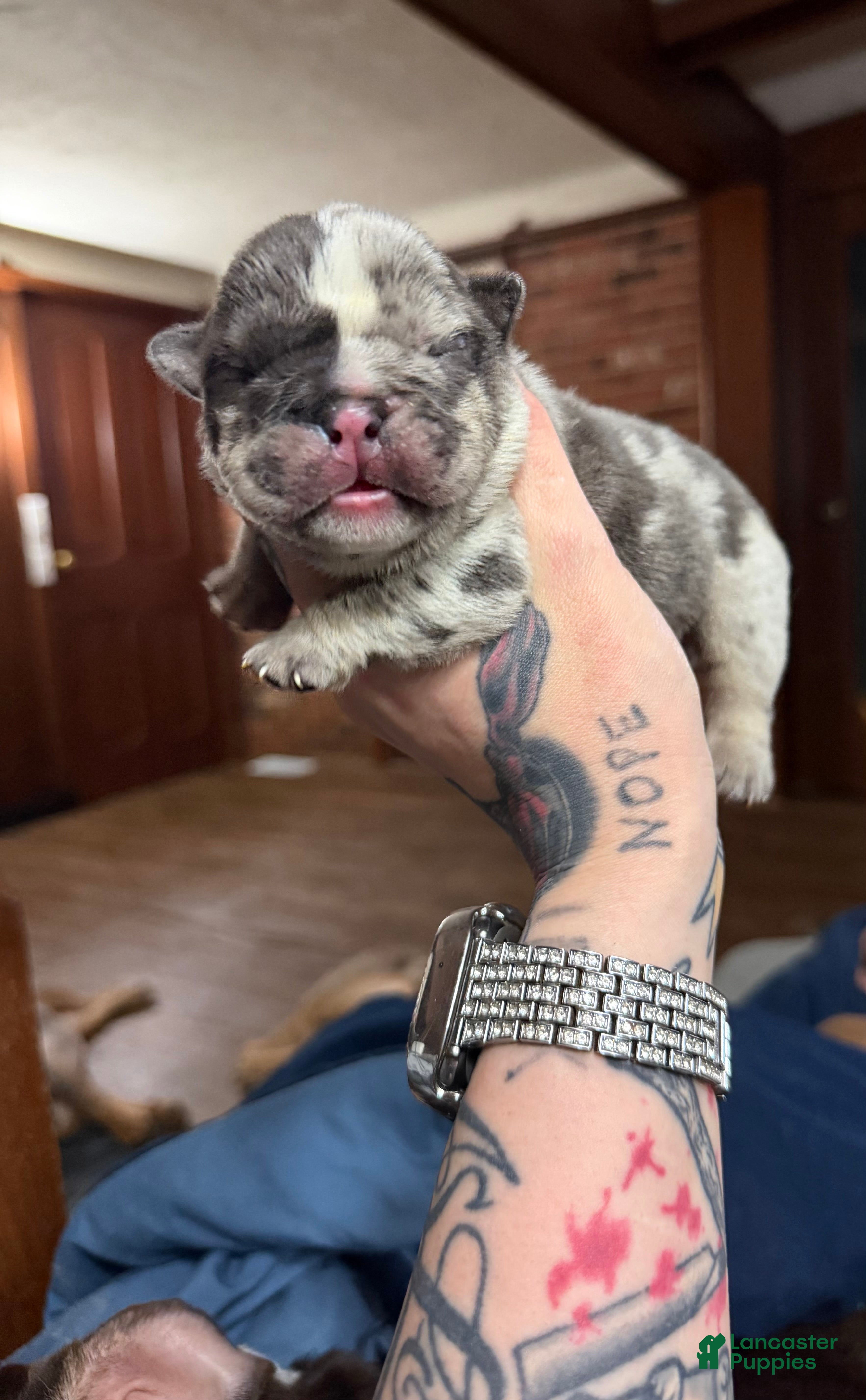 English Bulldog dogs Blue tweed merle male - Ad 4