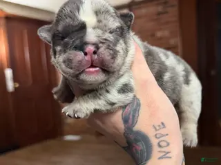 English Bulldog dogs Blue tweed merle male - Ad 4