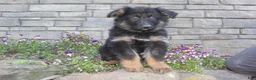 German Shepherd dogs for sale: Dominic  - Ad 5