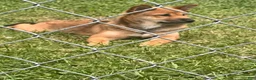 Shiba Inu dogs for sale: Zane - Ad 4